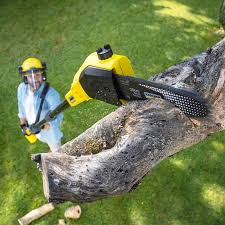 Trusted Bay Harbor Islands, FL Tree Removal and Landscaping Services Experts